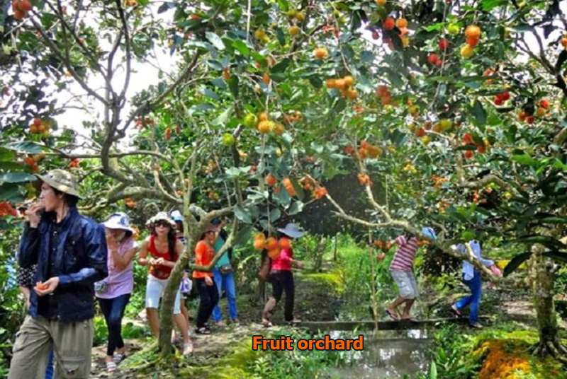Fruit plantation and village